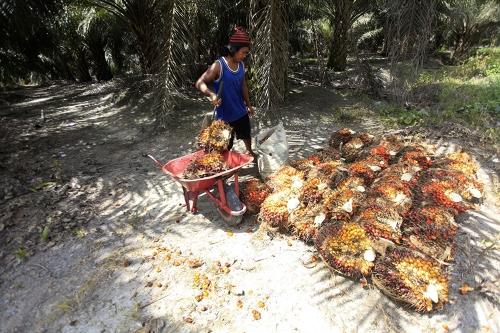PLN準備向燃料發電廠購買220萬千升的B20